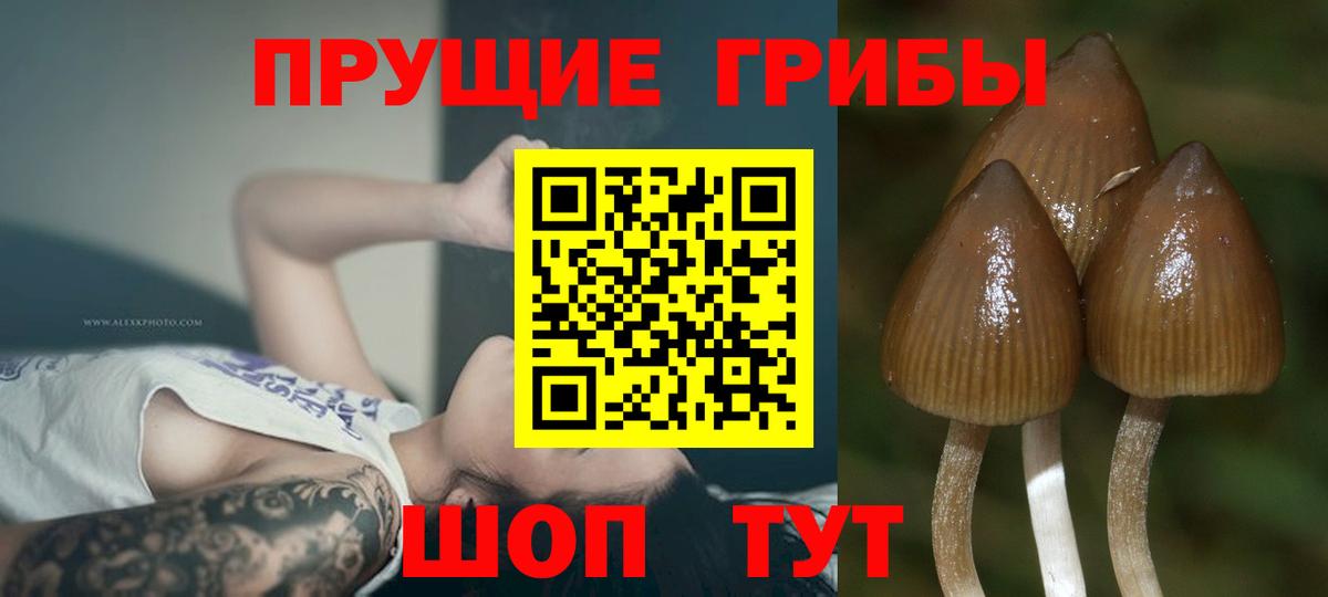 Псилоцибиновые грибы Psilocybe Октябрьский
